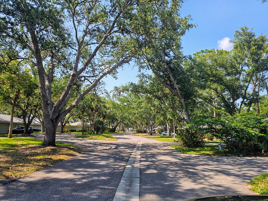 Beautiful tree lined street