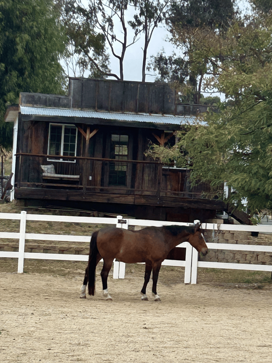 Retired jumper relaxing in the arena named Nuevo.