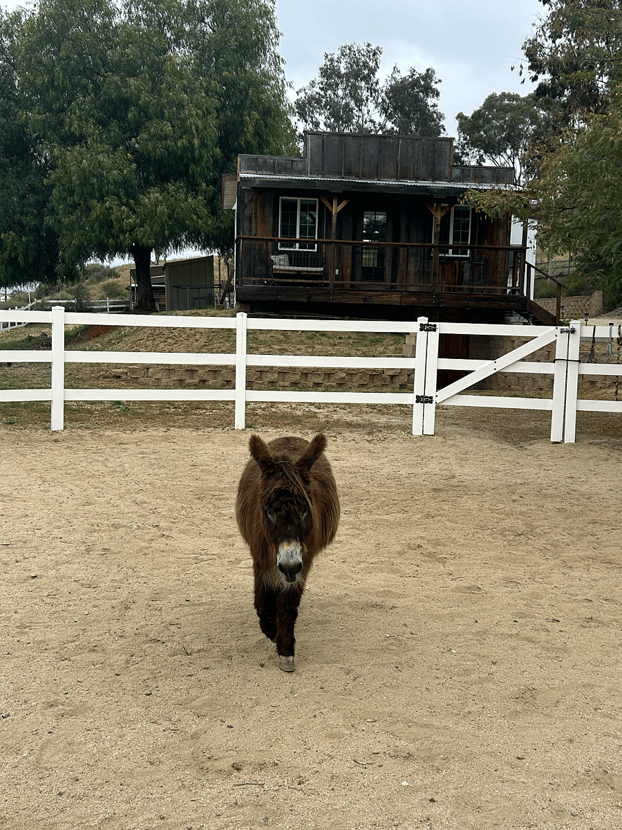 Gentle mini donkey named Juan Valdez.