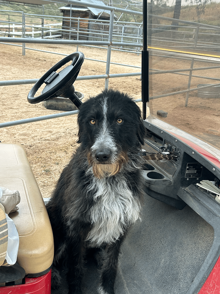 Friendly dog named Cooper.