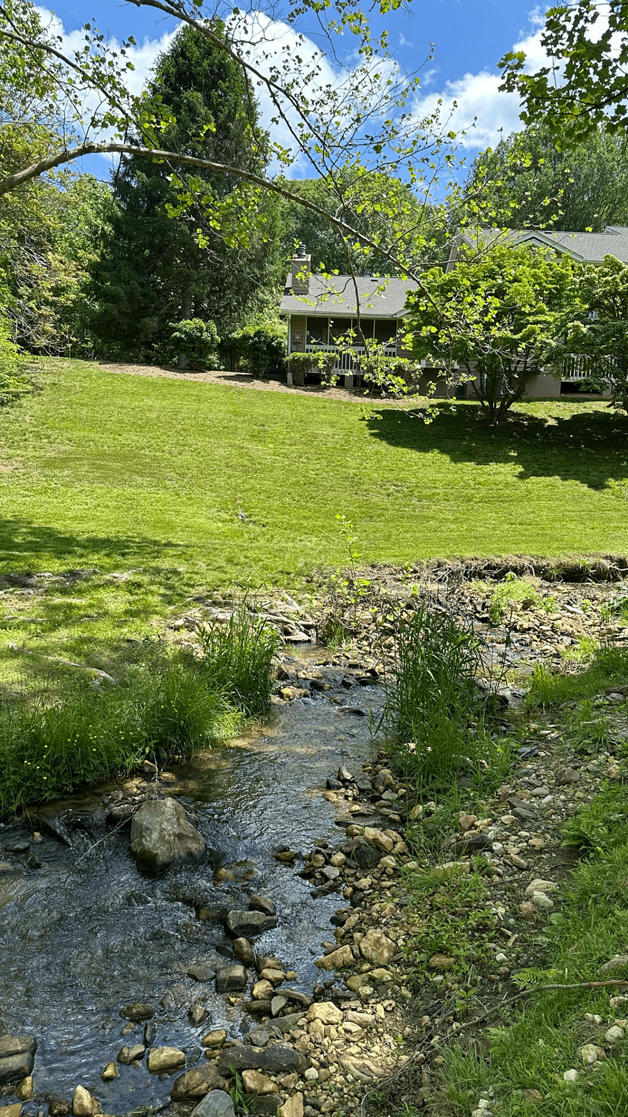 Backyard Area and Laurel Creek