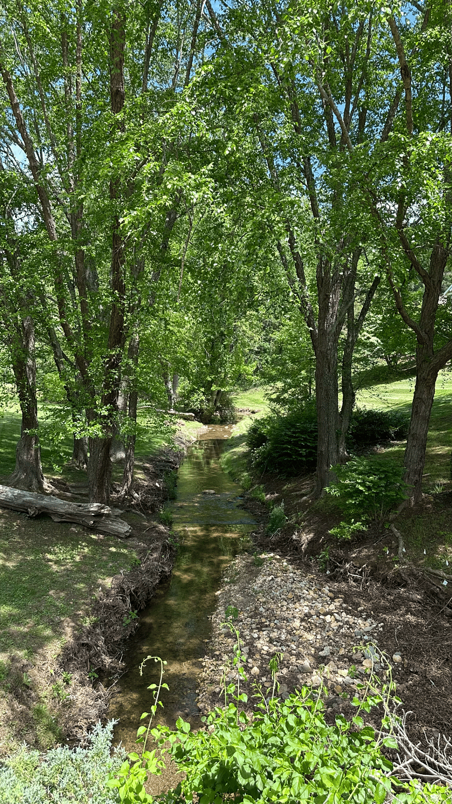Laurel Creek