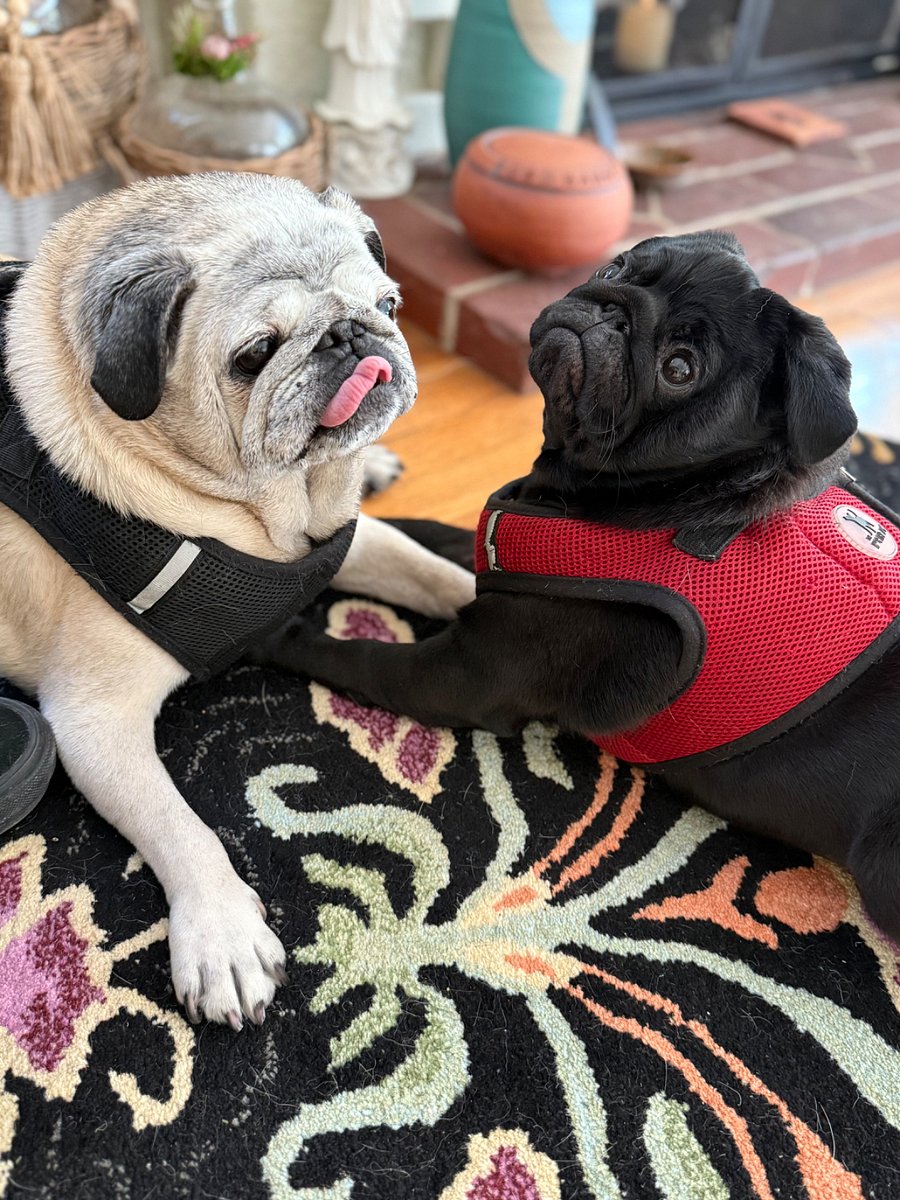Our friendly dogs Kobe and Enzo