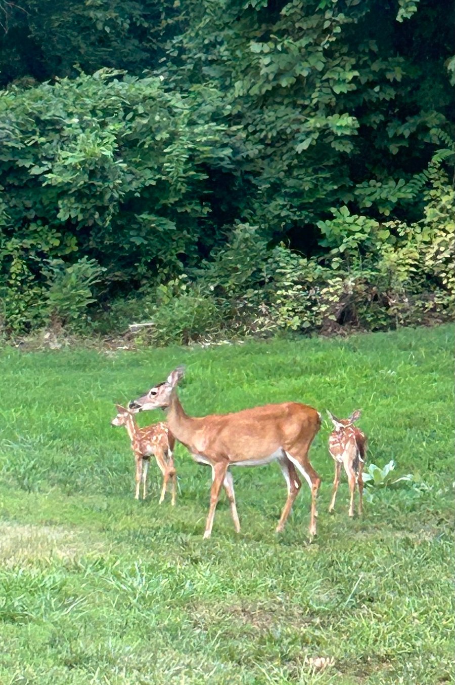 Frequent visitors