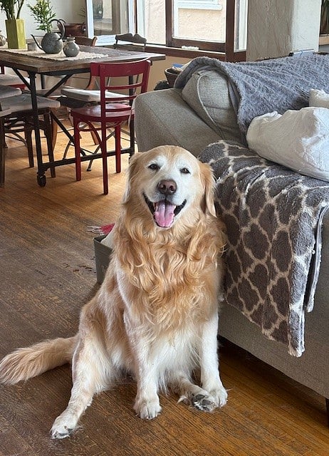 Therapy dog - comes free with rental!