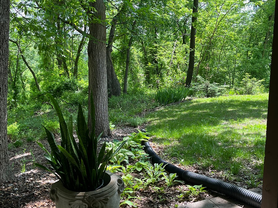 Wooded back yard with gardens.