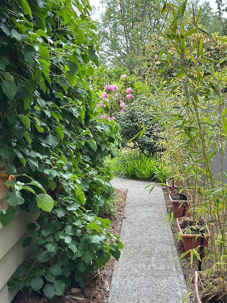 Bamboo and hydrangea line the path as well!