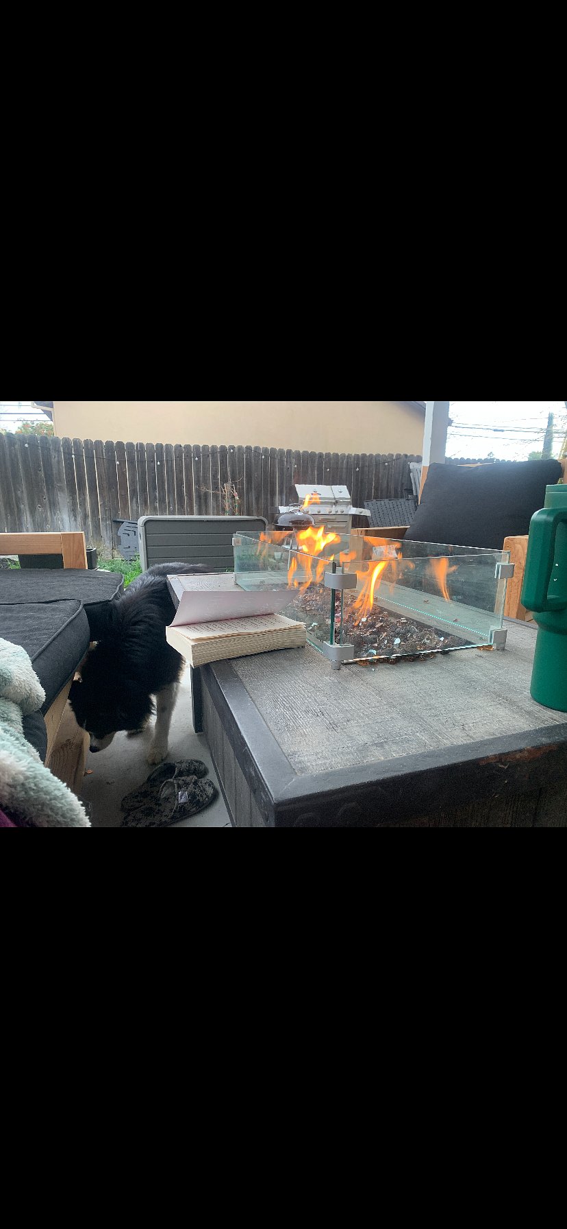 This doggy is moving out but might be a visitor when my friend goes on trips.