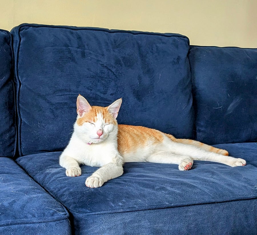 Indoor/Outdoor cat Koji, that lives downstairs in in-law unit. If you love cats, he is open to snuggles.