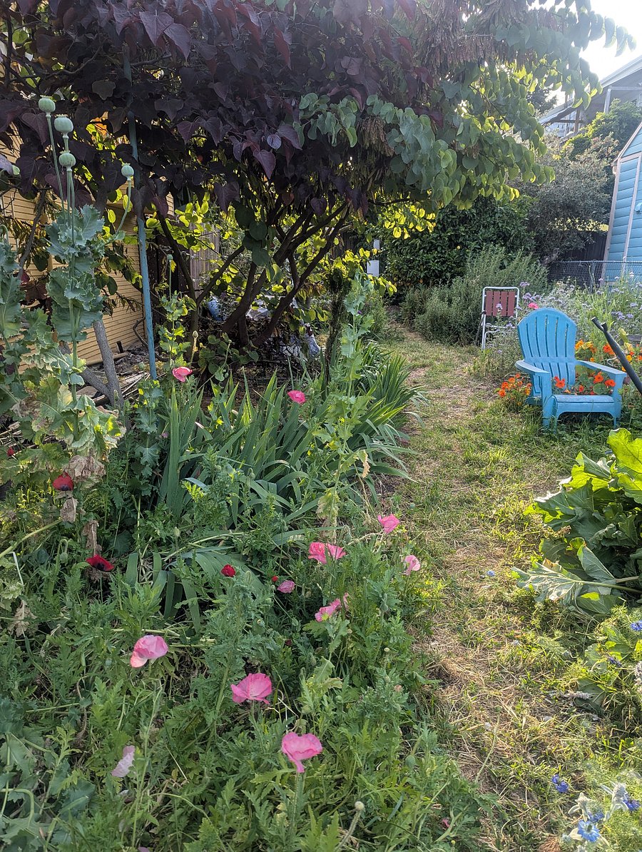 side garden with lounge areas, flowers and lemon trees