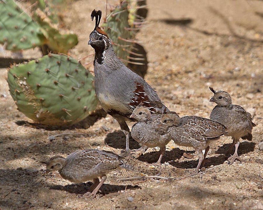 lots of Arizona wildlife