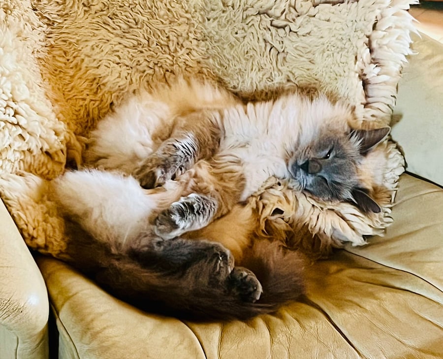 Chloe Our Resident Cat