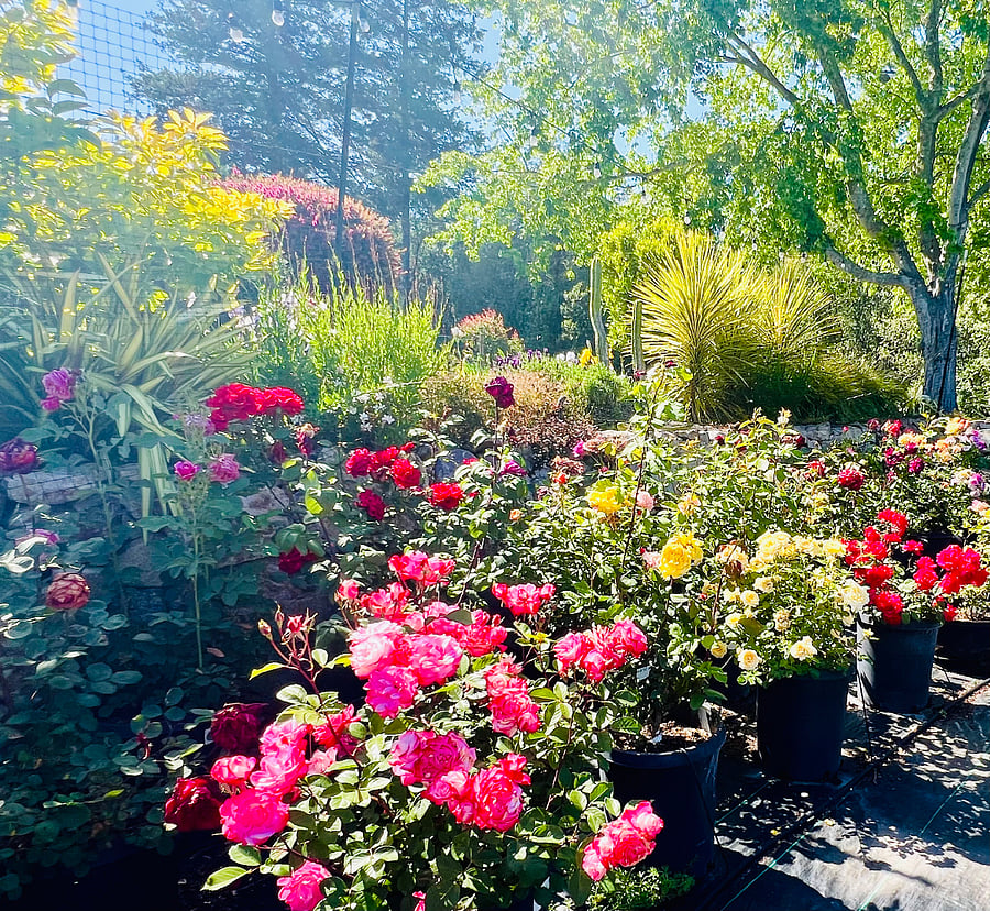 Some of the Beautiful Roses on the Property