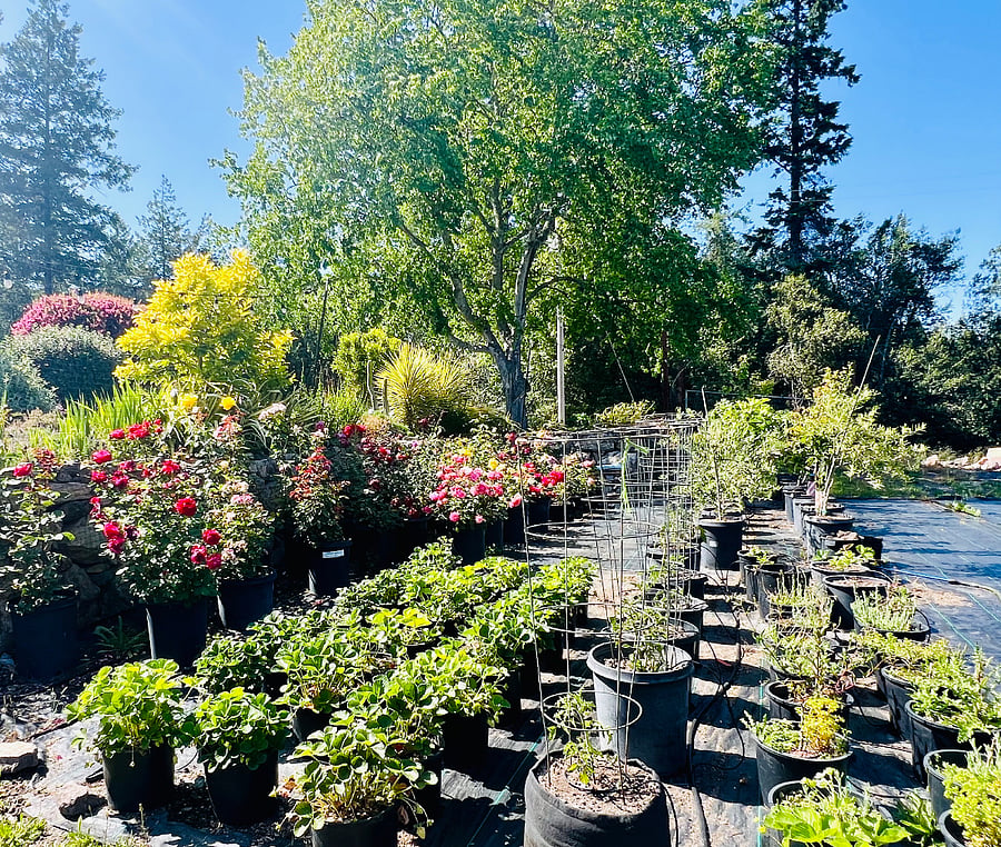Gardens on the Property