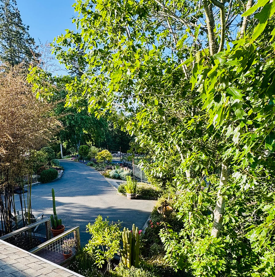 View of the Driveway