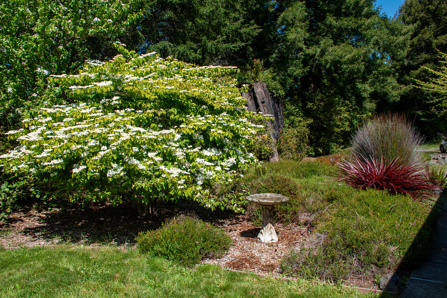 LR view - Viburnum