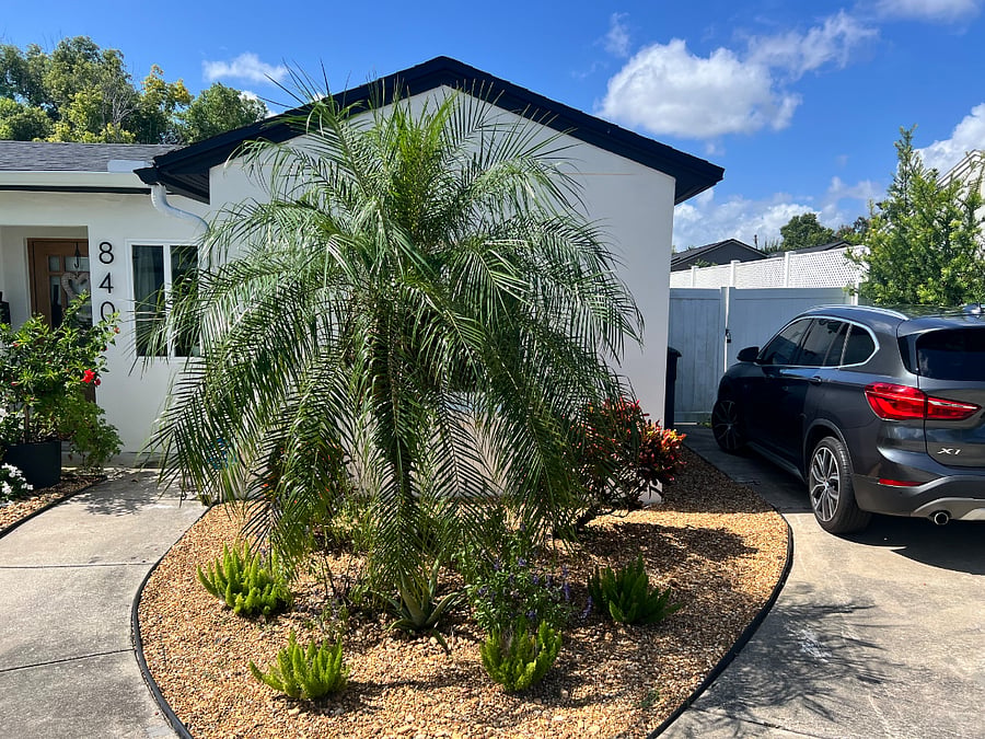 Lush palm tree awaits you! 