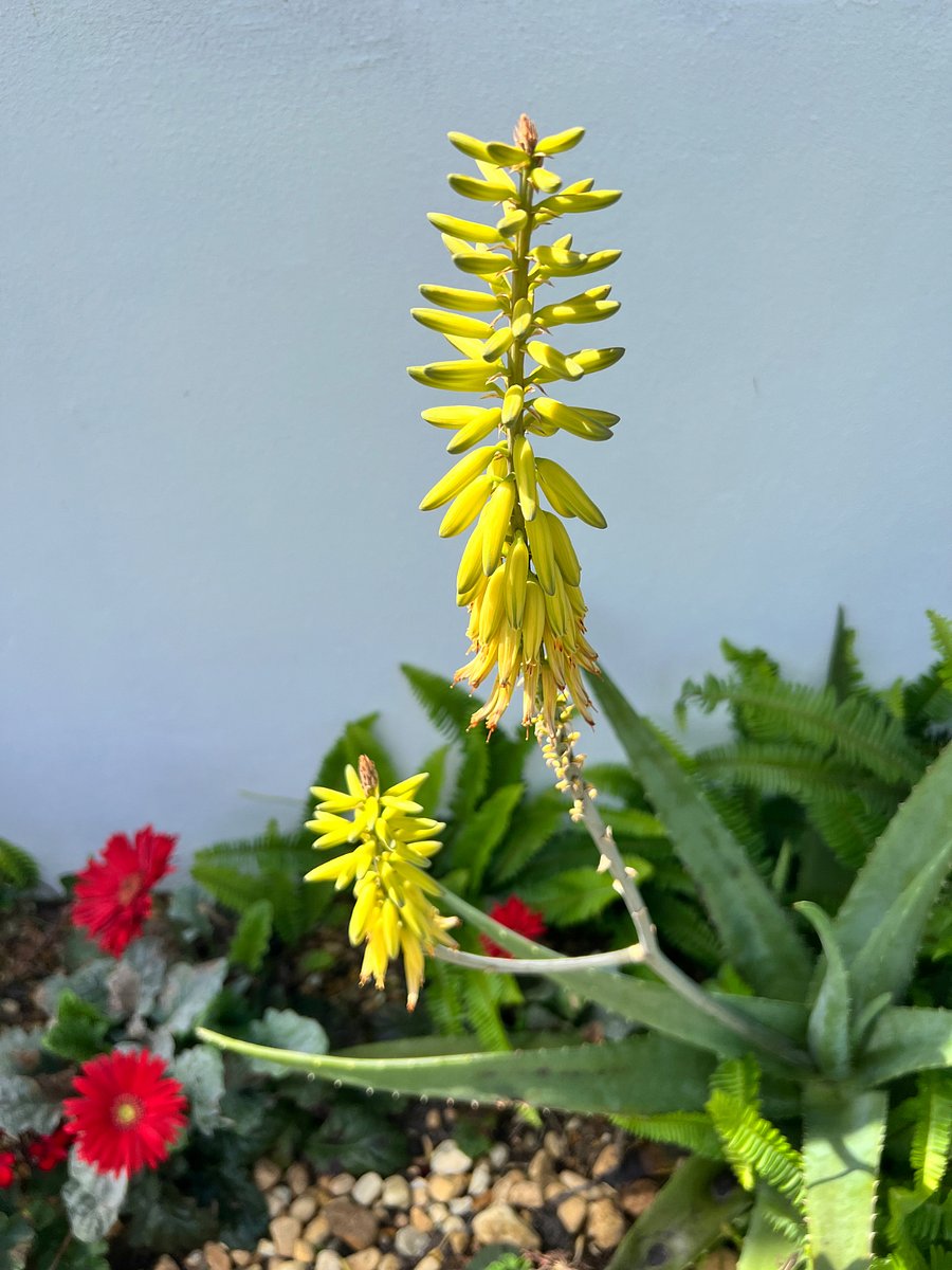 This is an aloe plant bloom! Who knew?