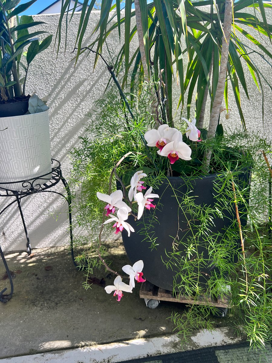 My orchids bloom every spring! Sit on the front porch and admire them while you sip coffee and people watch too! 