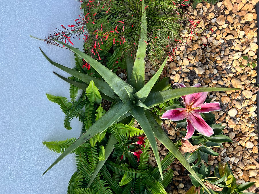 Feel free to snip an aloe leaf to soothe the skin. 
