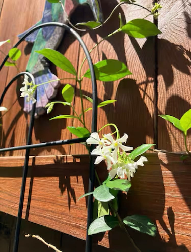Jasmine on back patio smells incredible!