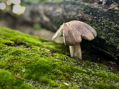 Mushroom Forest