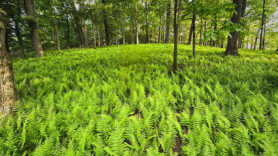 Spring and Summer Ferns on your doorstep.