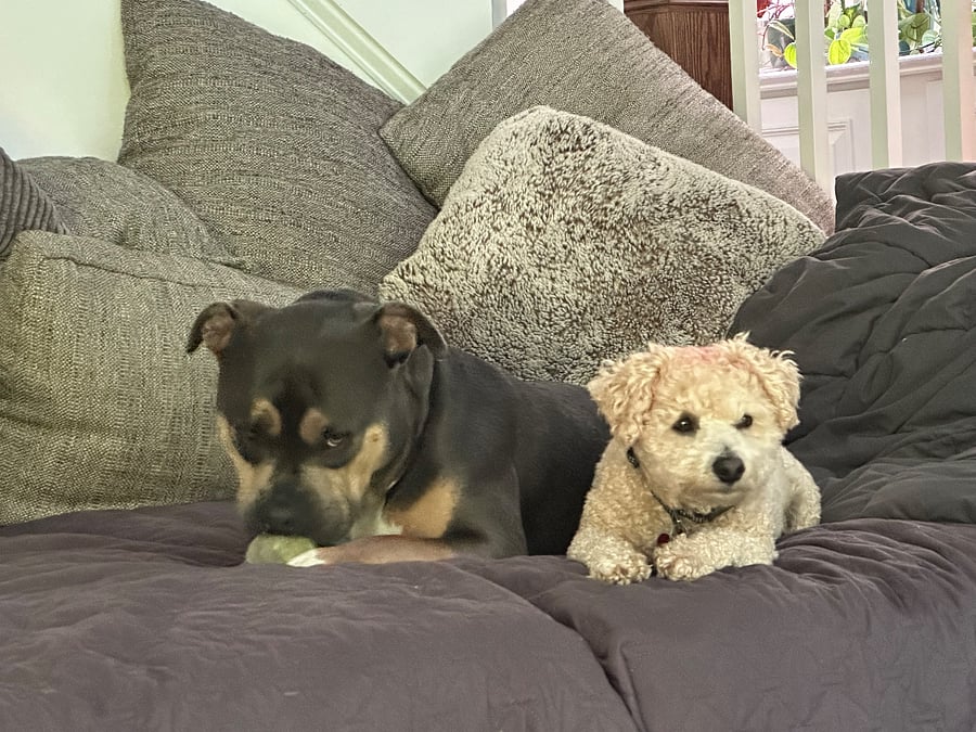 resident misfits, Gianni and Shyloh