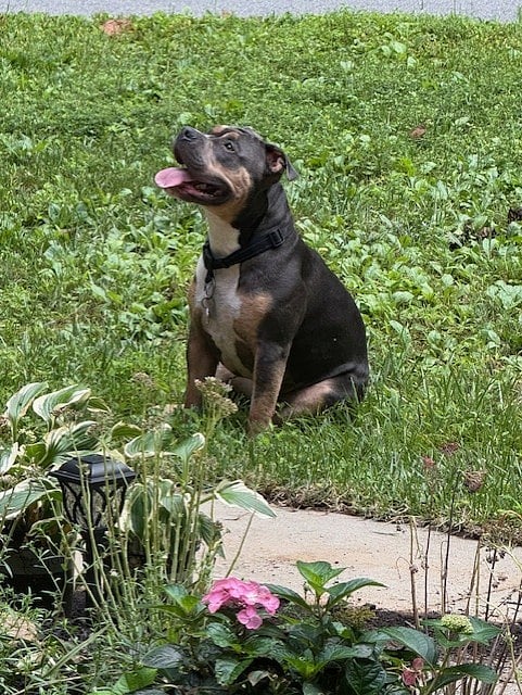 GIANNI IN THE FRONT YARD