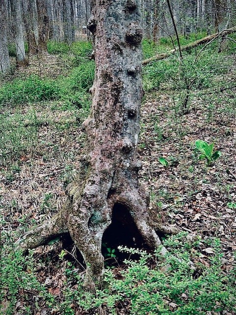 WOODS WITH STREAM ON PROPERTY