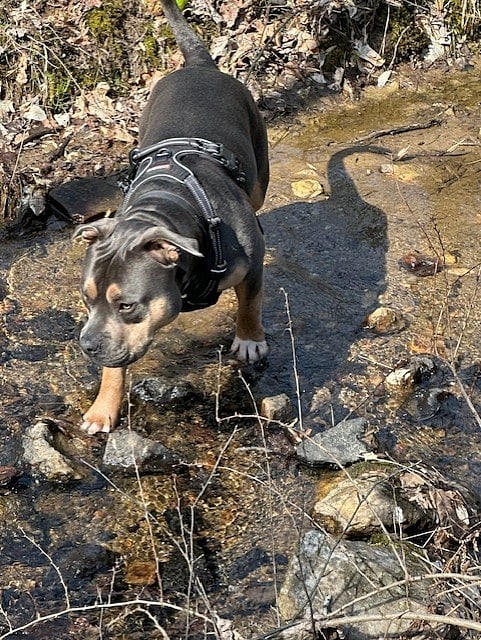 STREAM ON PROPERTY WITH CUTE DOG AVAILABLE FOR WALKS :)