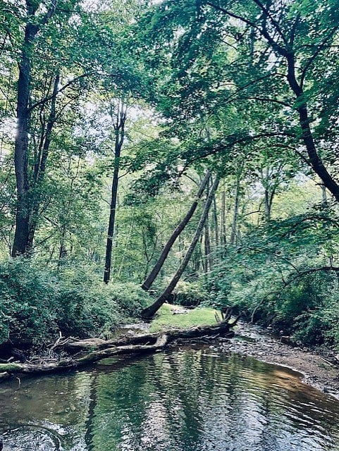 STREAM WITH SWIMMING HOLE THAT CUTE DOG LOVES TO GO TO :)