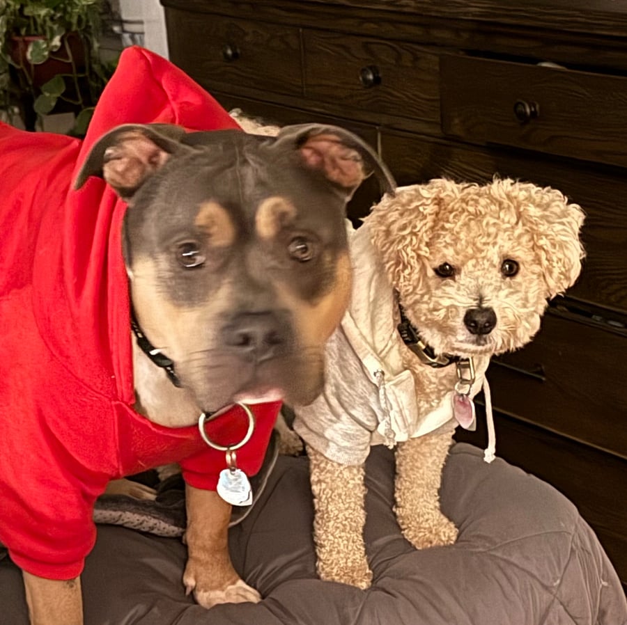 Two mutts that live here 