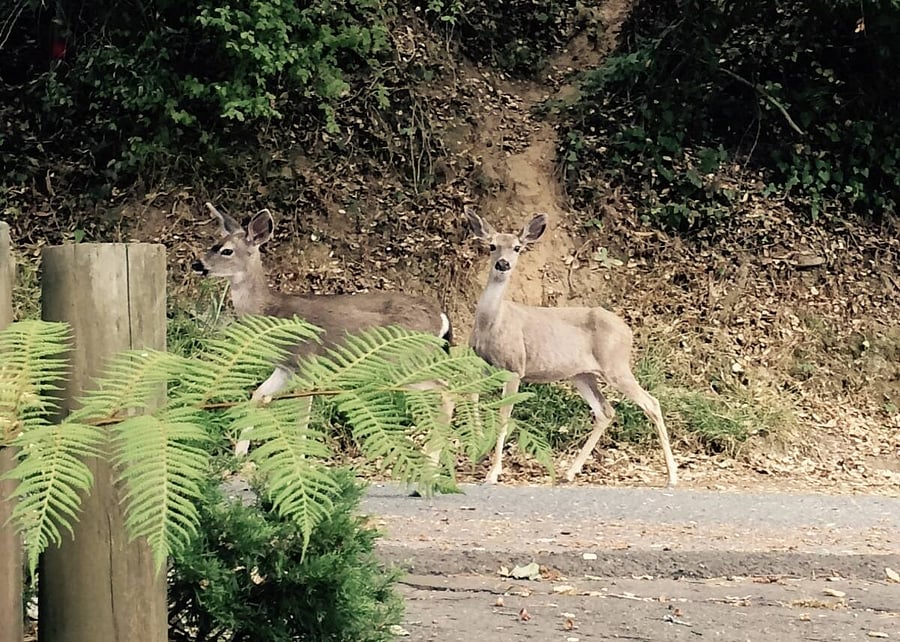 Deers, owls, fox and more share the woods with us.