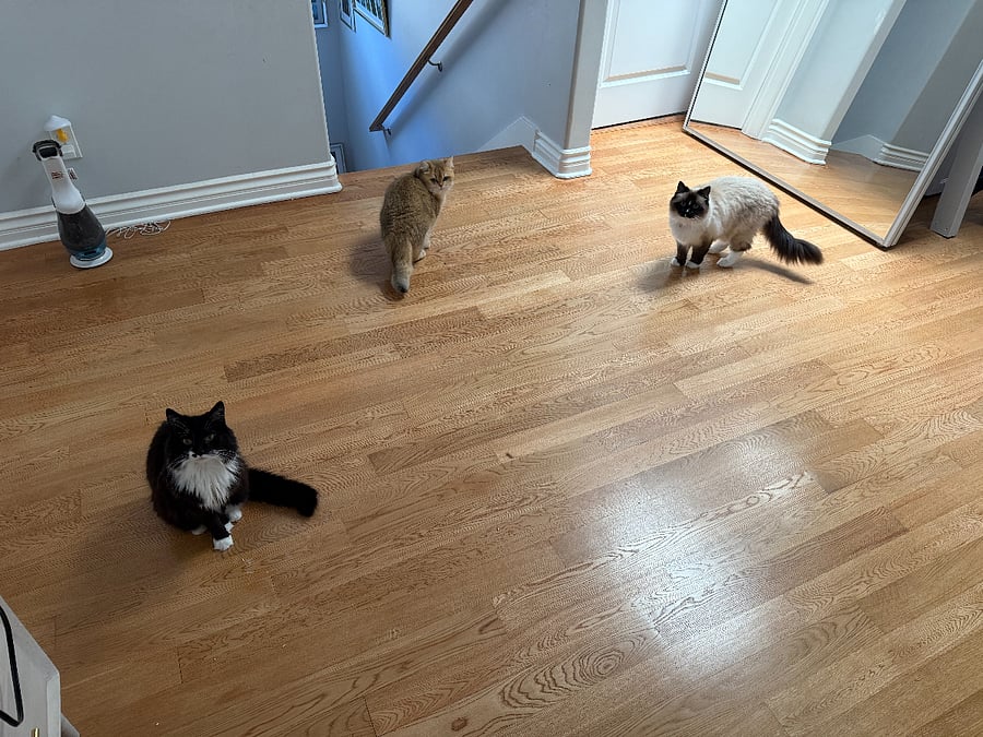 the friendly cats