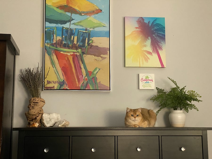 Colorful art wall (cat not included). Pets will only be allowed in your room at your discretion. C