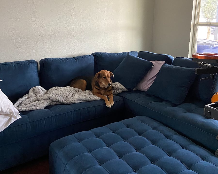 Pup friendly! and the cozy couch