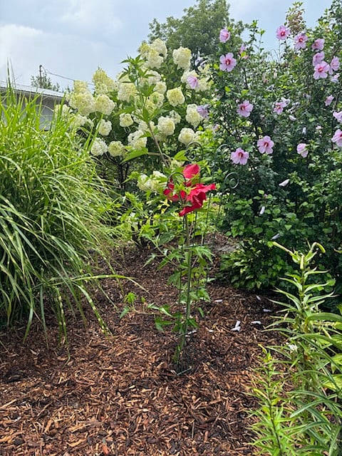 Back yard