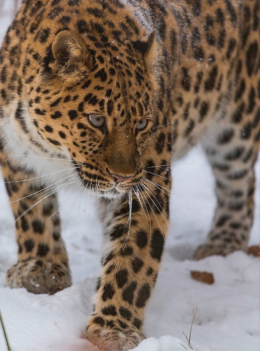 This home adopted an Amur Leopard - Travel with Purpose when you stay with us and assist in global efforts to help save this beautiful endangered species!