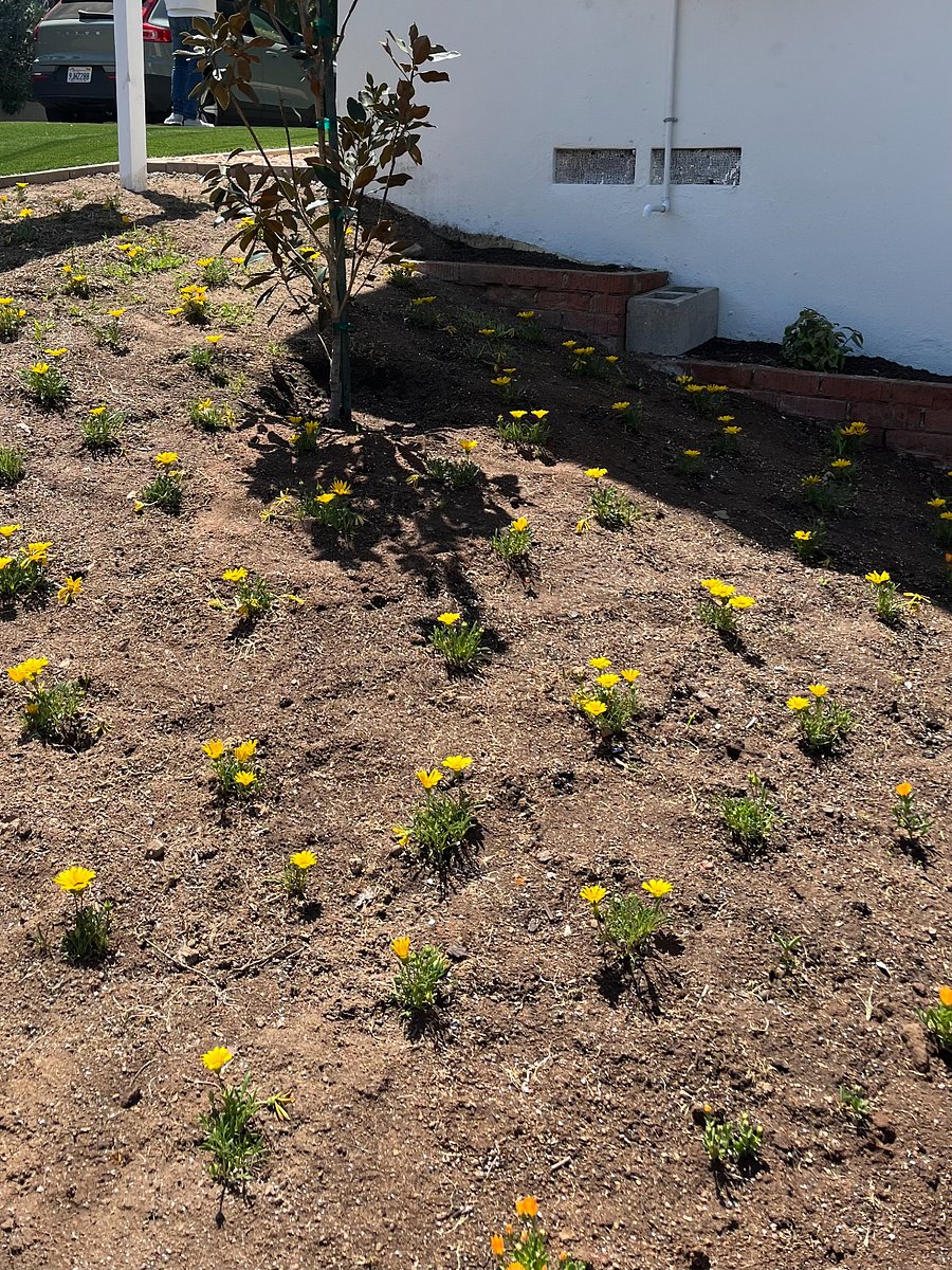 Side yard with flowers and Magnolia tree