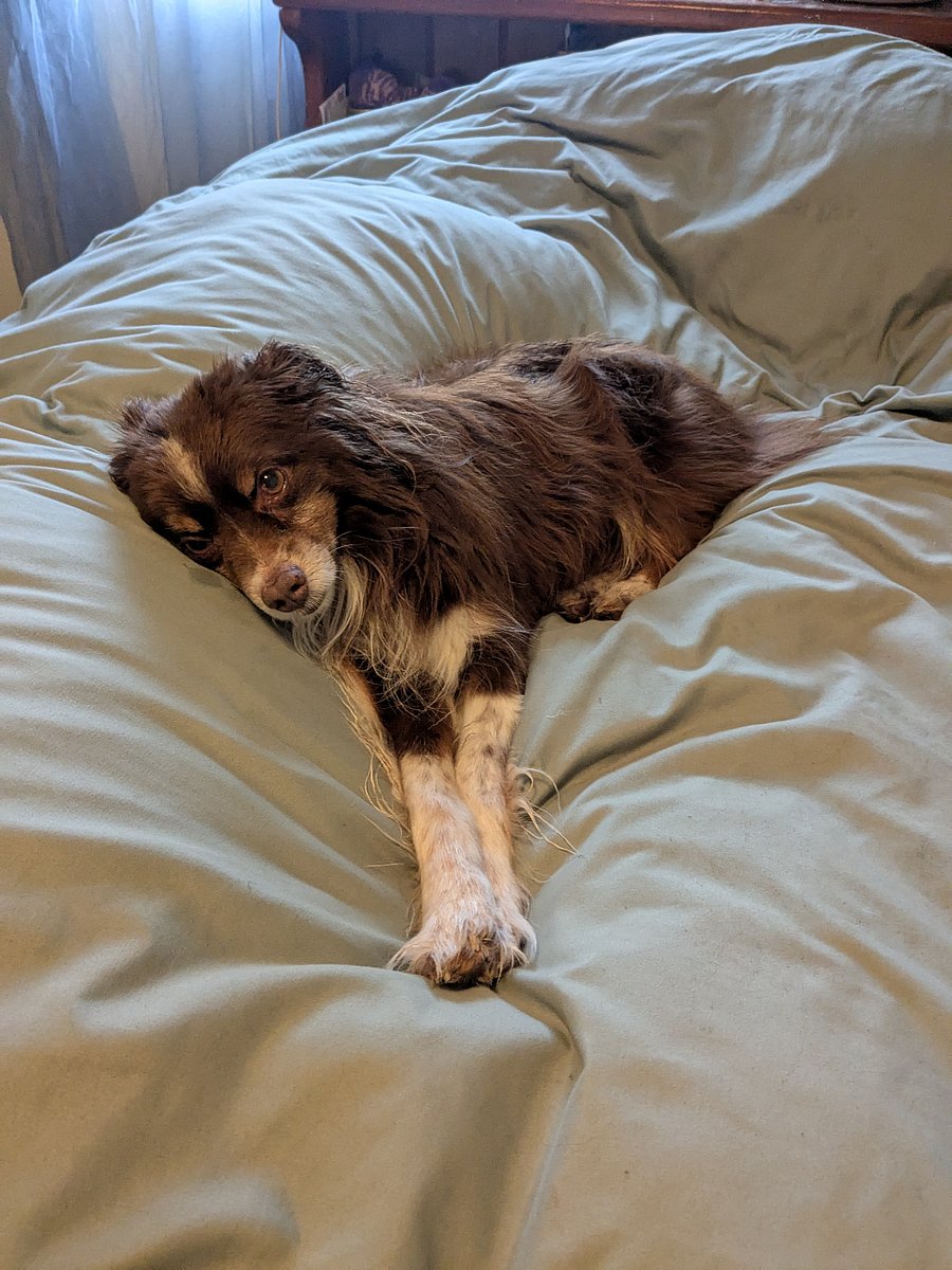 My mini Aussie pet