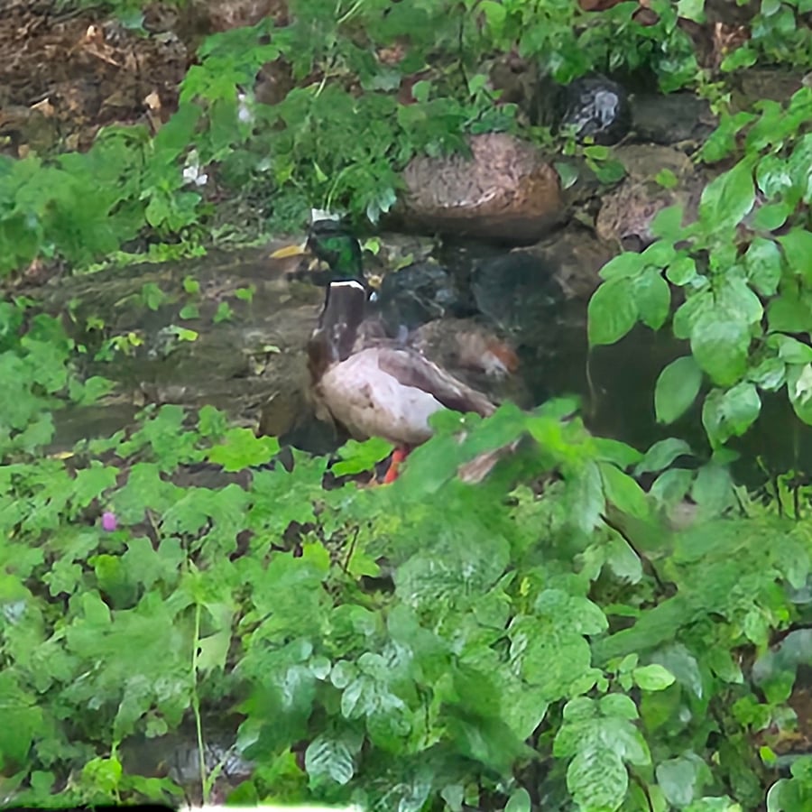 Outdoor visitors