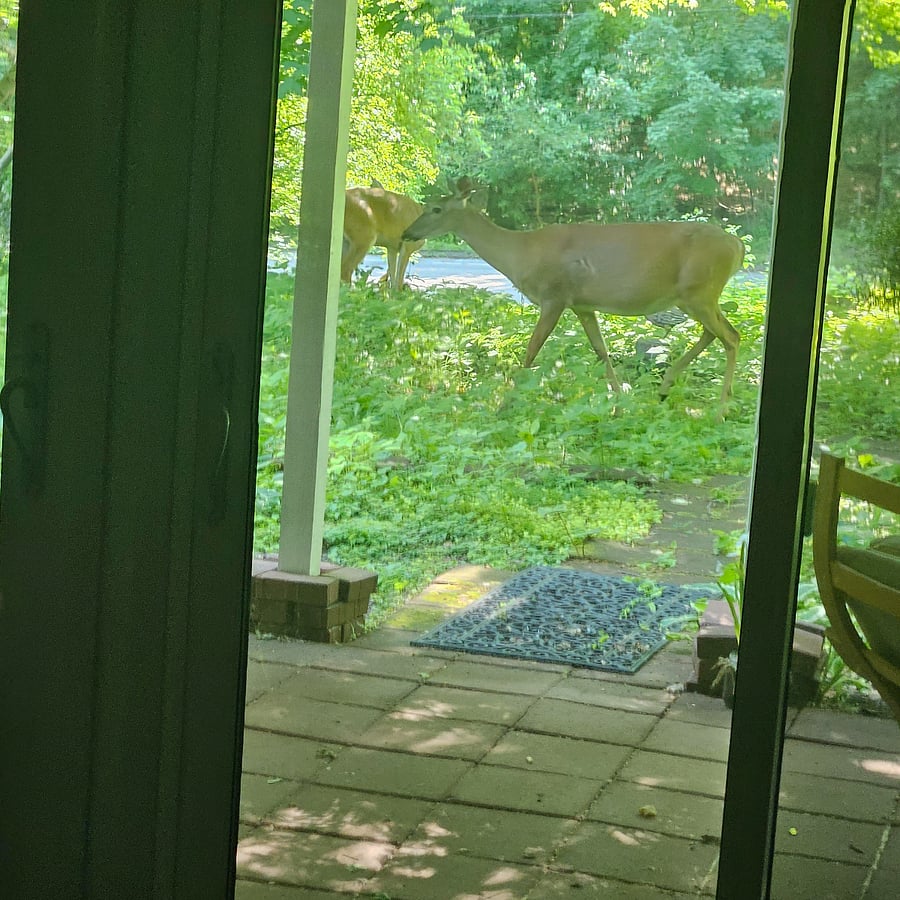 Outdoor visitors