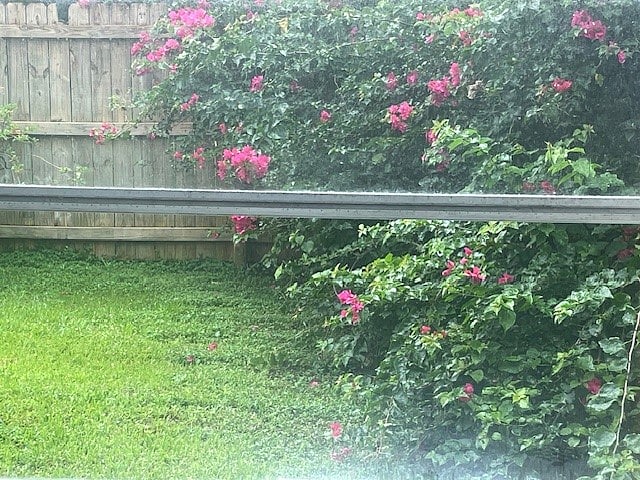 Backyard view of large bouganvilla bush from the bedroom window. 