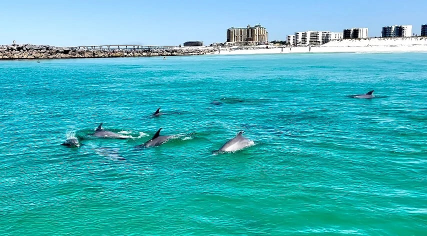 Dolphin tours are always a hit in Destin!