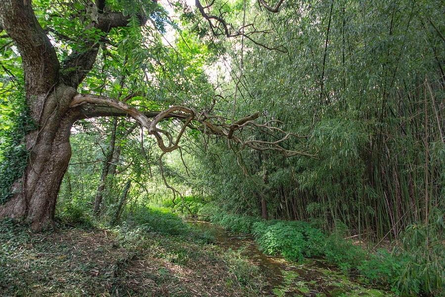 The stream from the natural spring that Hope Springs is named for is filled with native plants including watercress, and irises. There is a bamboo forest, too!