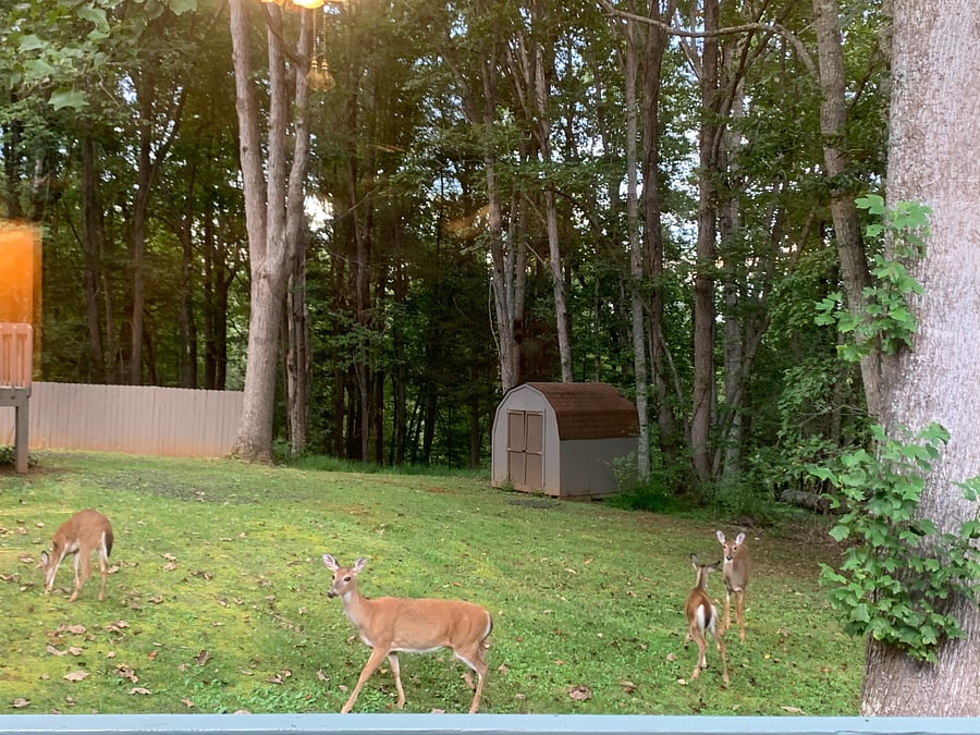 Watch deer wander through the wooded backdrop from the comfort of your window or deck. The yard offers a serene area perfect for relaxing with your dog with wildlife nearby but at a safe, respectful distance.
