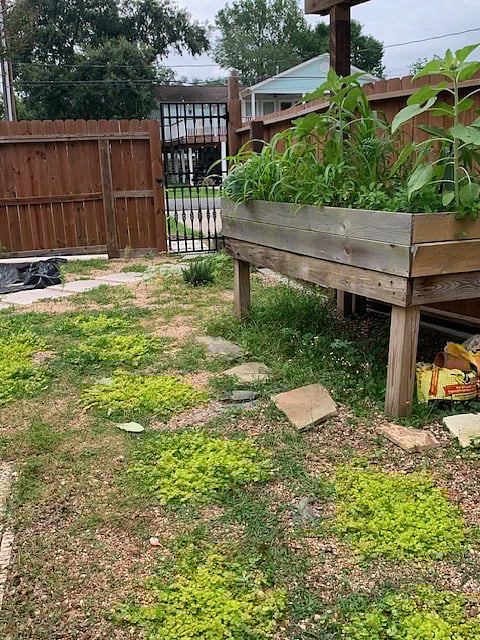 raised bed edible garden