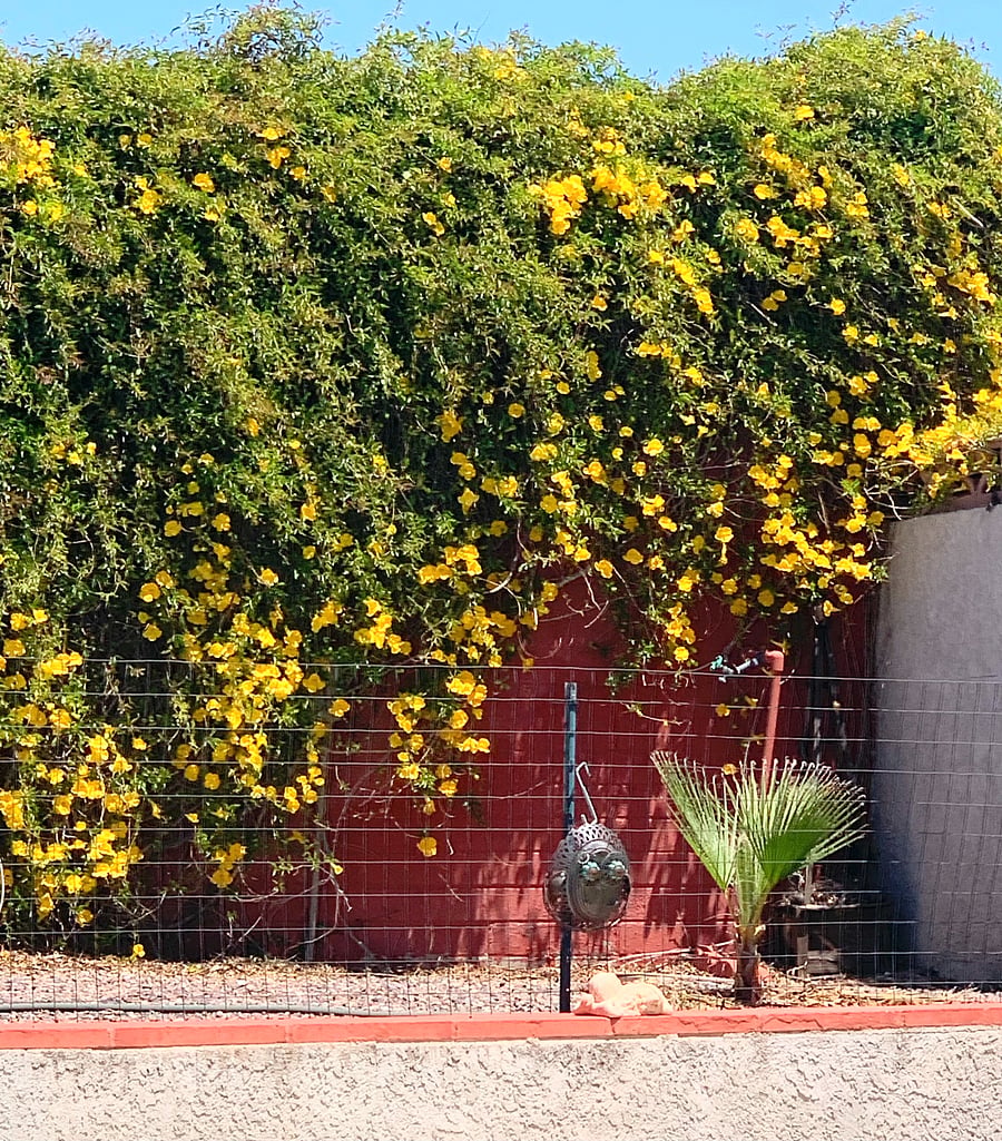 Cat's Claw vine in bloom