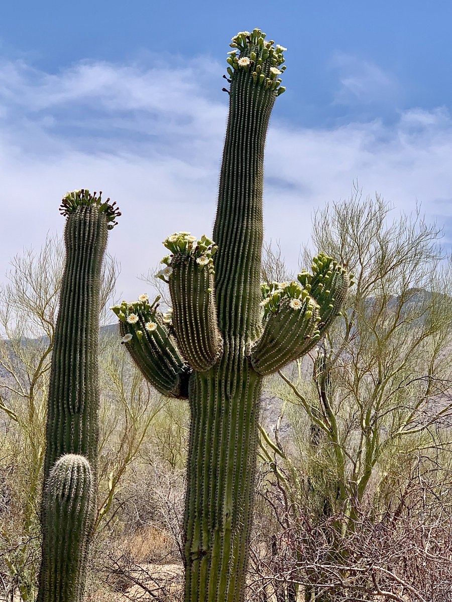 Saguaro National
Forest East
